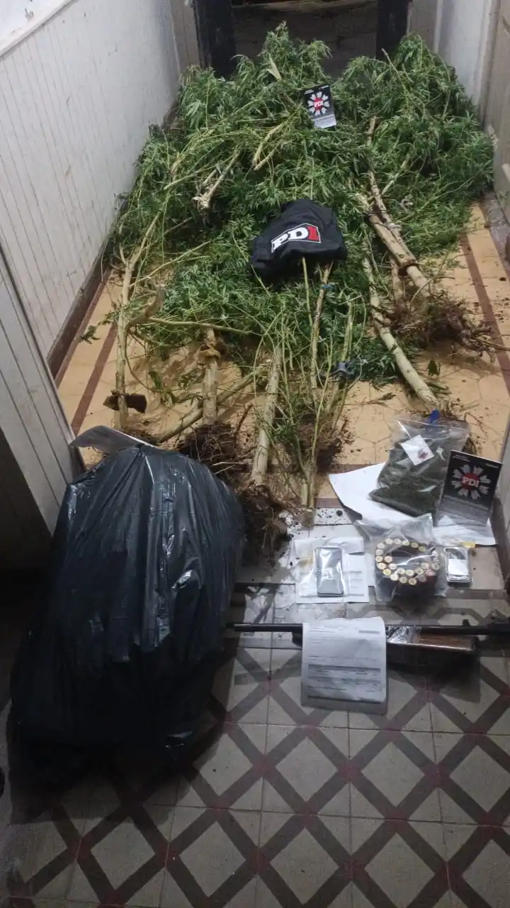 marihuana droga piamonte - 2