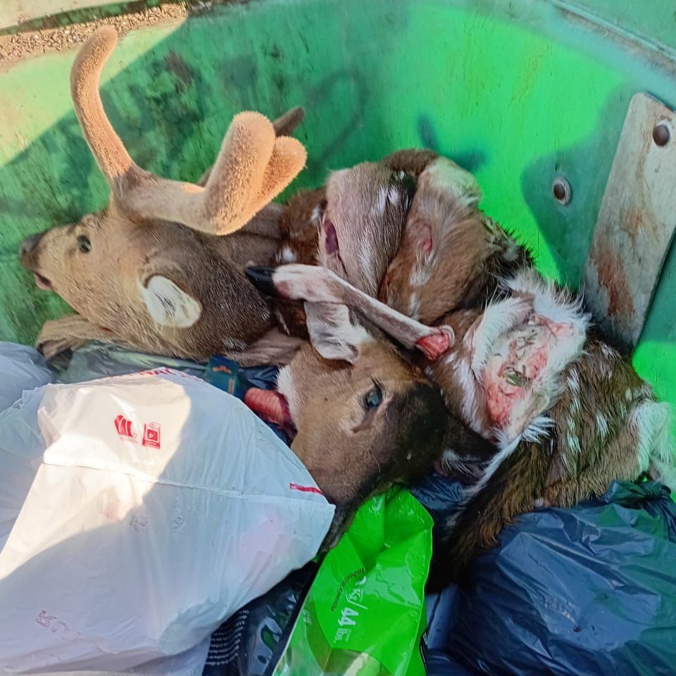 Indignación vecinal por restos de ciervo arrojados en un contenedor de basura