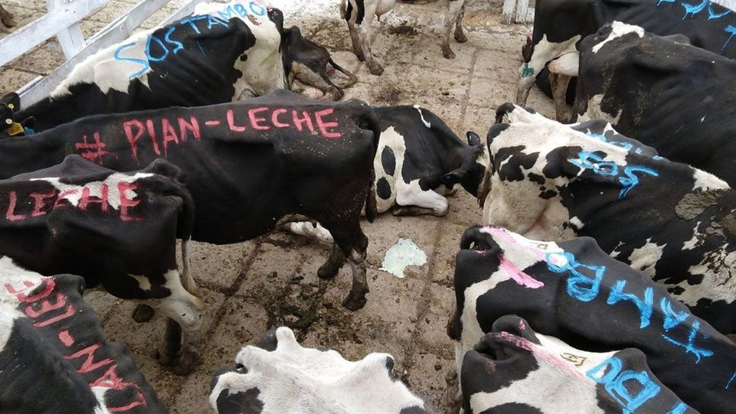 Crece el mercado negro de leche y la industria llega a comprarla en dólares