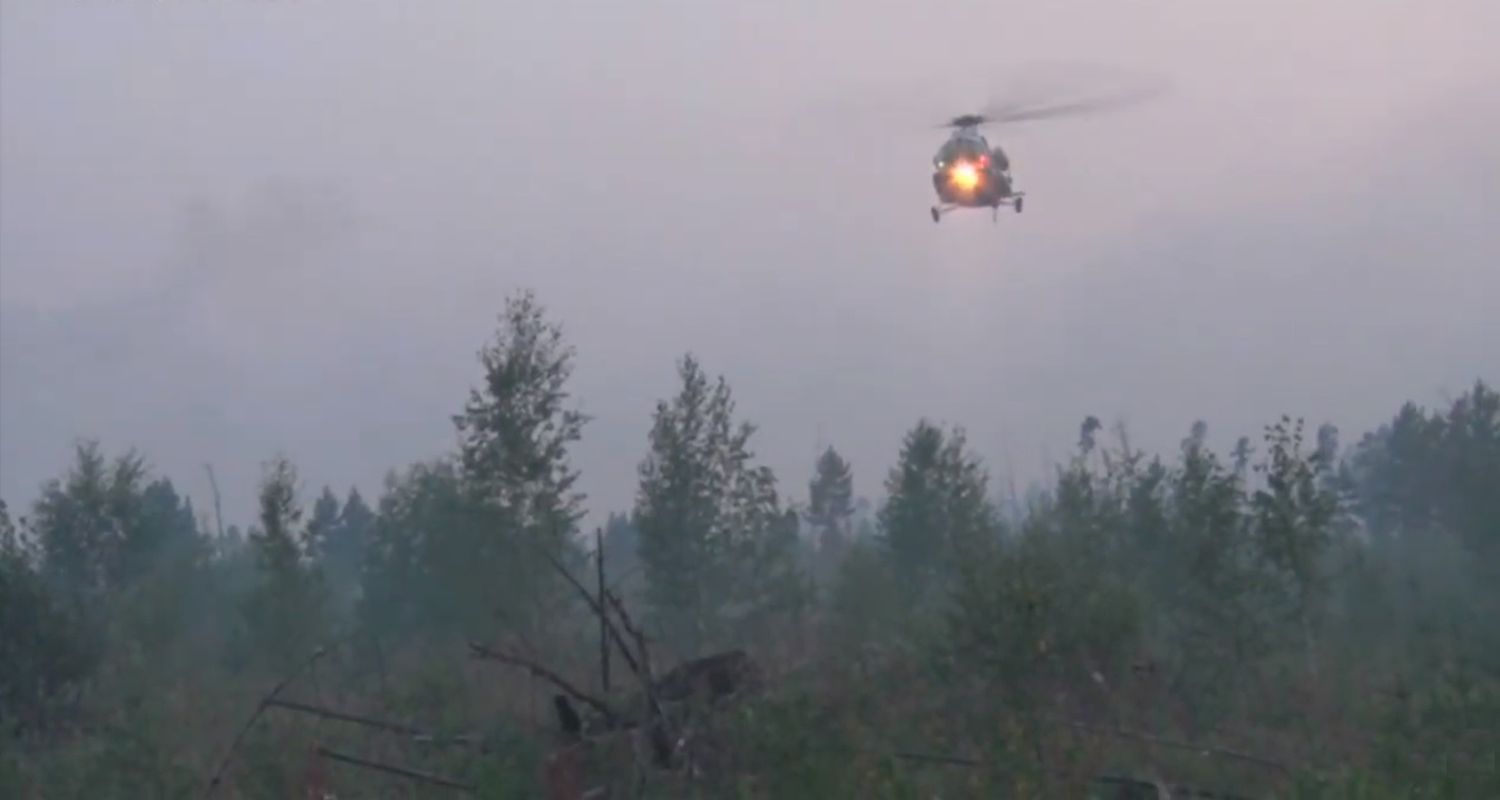 Los grandes bosques de la Tierra en peligro