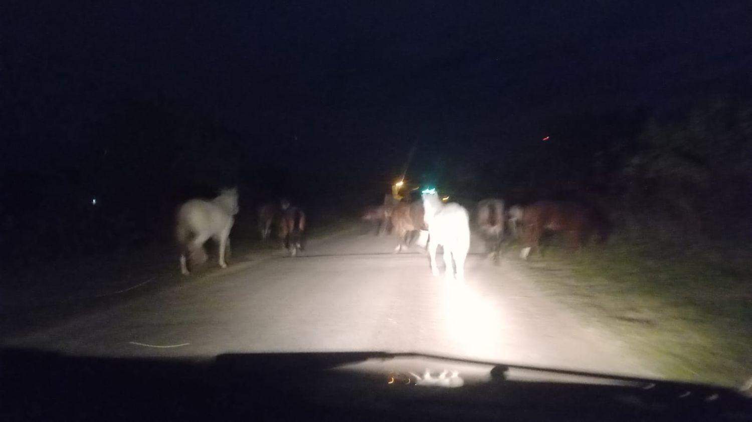 Vuelta de Obligado: caballos sueltos en la ruta