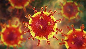 Científicos identifican moléculas que frenan la entrada del coronavirus en las células