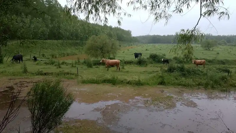 Todavía quedan más de 5.000 cabezas de ganado en islas