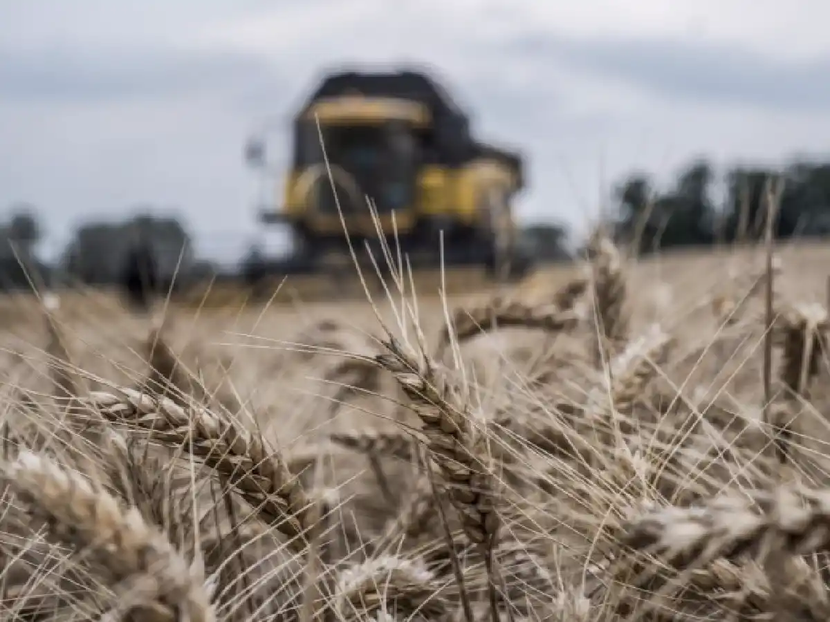 La producción de trigo será menor en el este provincial