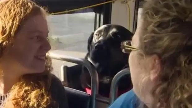 El perro que se toma solo el colectivo y se baja bien en su parada