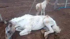 Detectan un brote de encefalomielitis equina en el refugio de una ONG de Rosario