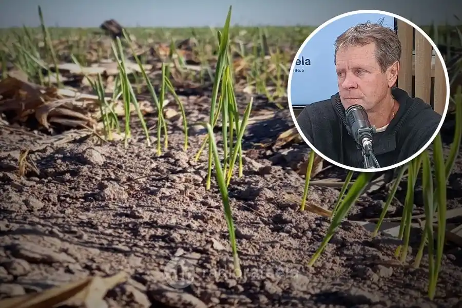 Finalizó el ciclo del girasol, con muy buenos resultados: ¿cuál fue el rendimiento promedio?