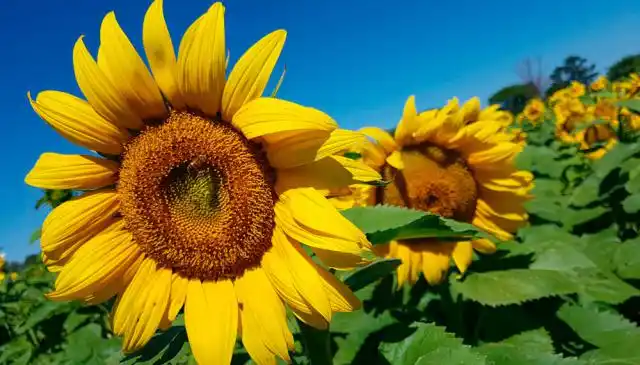 Finalizó la cosecha de girasol con el rinde promedio más alto en 20 campañas
