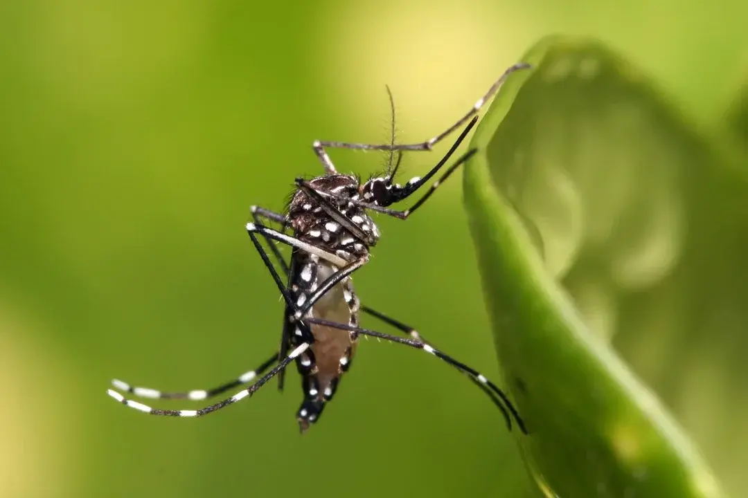 Dengue en invierno: por qué el frío no elimina el riesgo y qué hacer para prevenir nuevos brotes