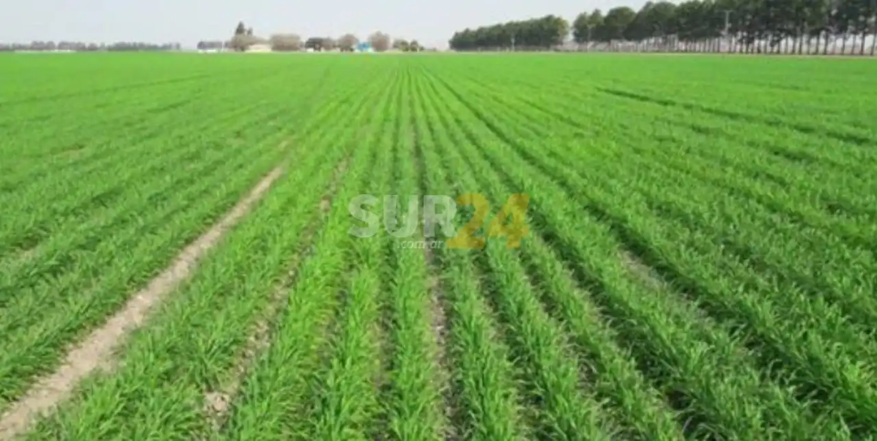 Reglamentan la ley que permite dividir campos en condominio 