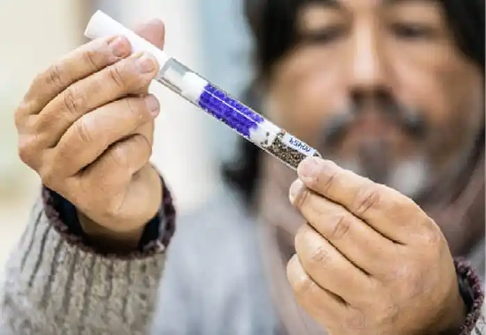 UNL y CONICET trabajan en el  mejoramiento genético de semillas