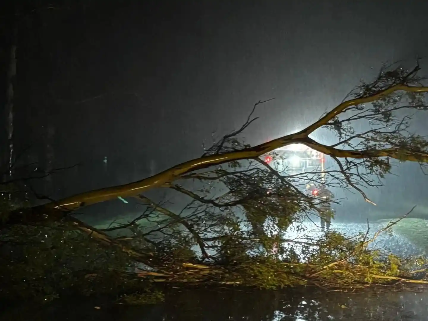 Bomberos árbol caido