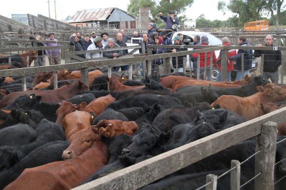 A Consultora Ganadera se le agrandó la feria