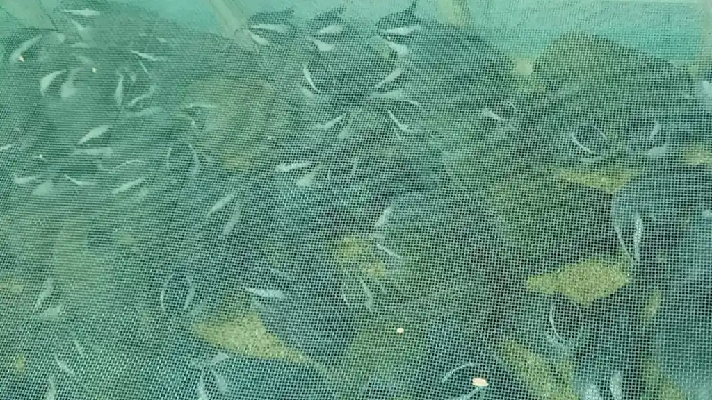 Tras su recuperación, todos los ejemplares fueron trasladados a la reserva Tatú Carreta