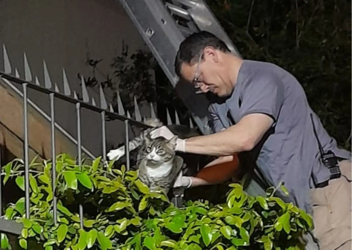 rescate de gato