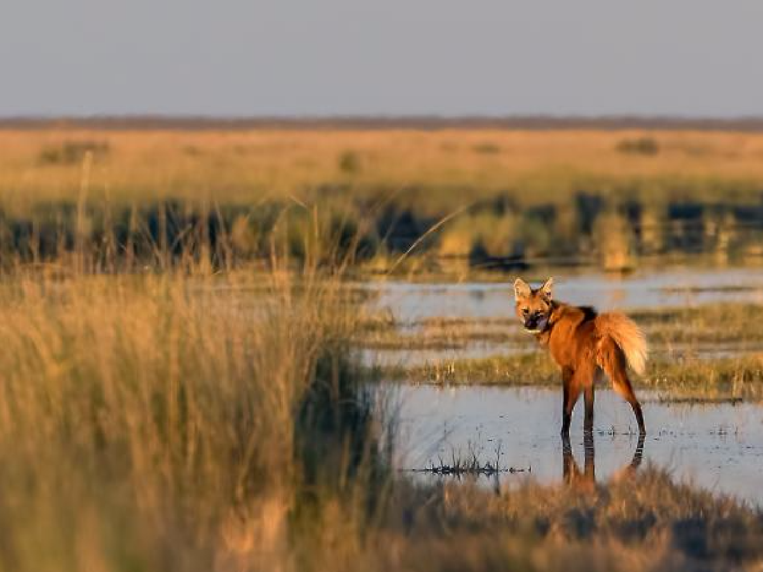 Un donante aportará U$S 5,8 M para el parque nacional Anzenuza