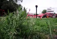 El Municipio contrató una empresa de desmalezamiento por 175 millones por los pastos altos en las plazas