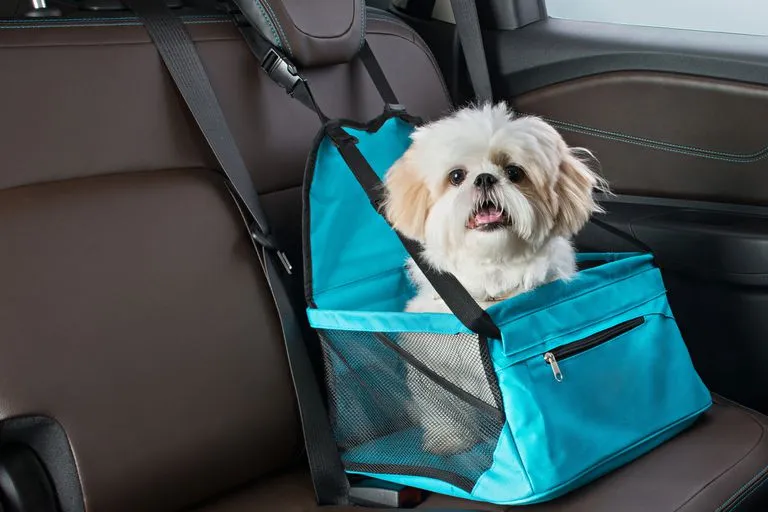 En vacaciones, las mascotas atadas, hidratadas y con chapa identificatoria