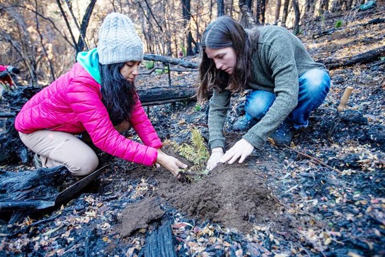 Plantaron dos mil retoños de árboles nativos en Bariloche