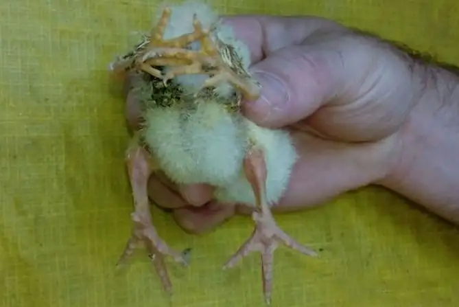 Gualeguaychú: nació un extraño pollito con cuatro patas