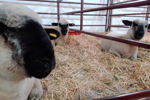 La producción ovina se presentará como una alternativa para campos mixtos