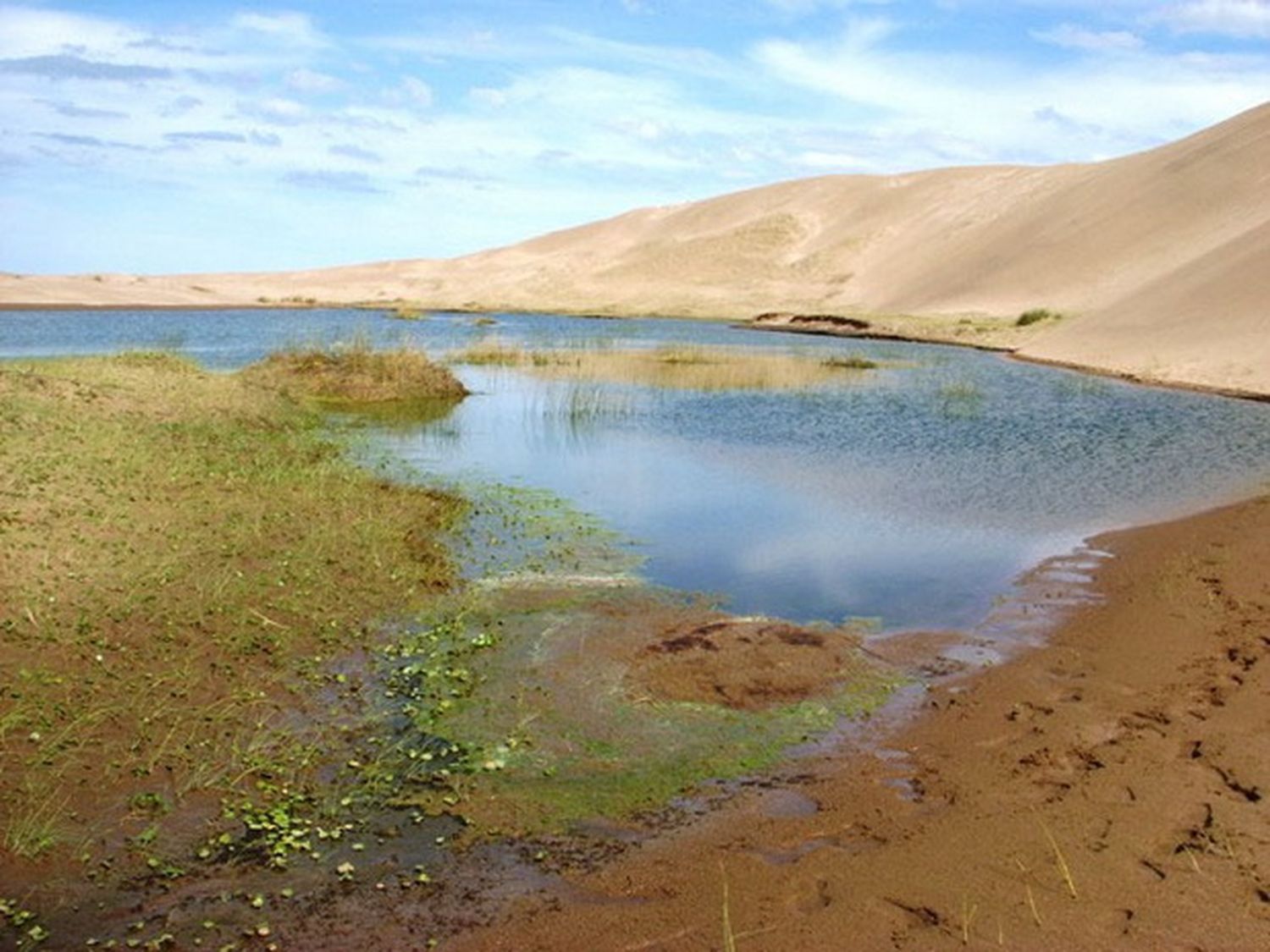 Buscan convertir en ley la protección de los humedales