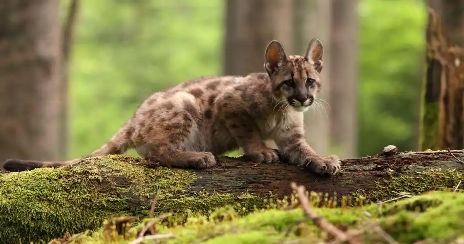 Cachorro de puma.