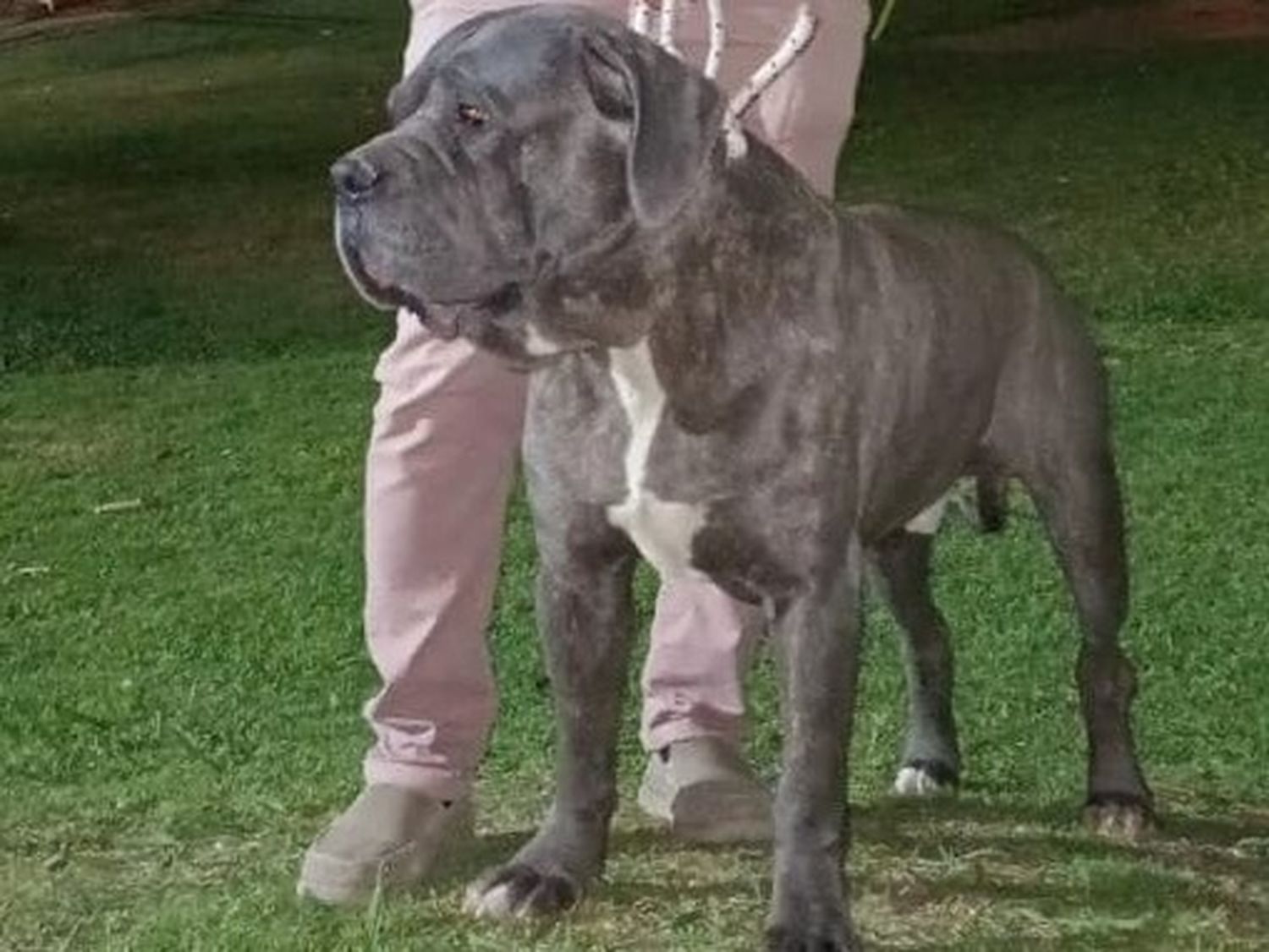 canis seguridad