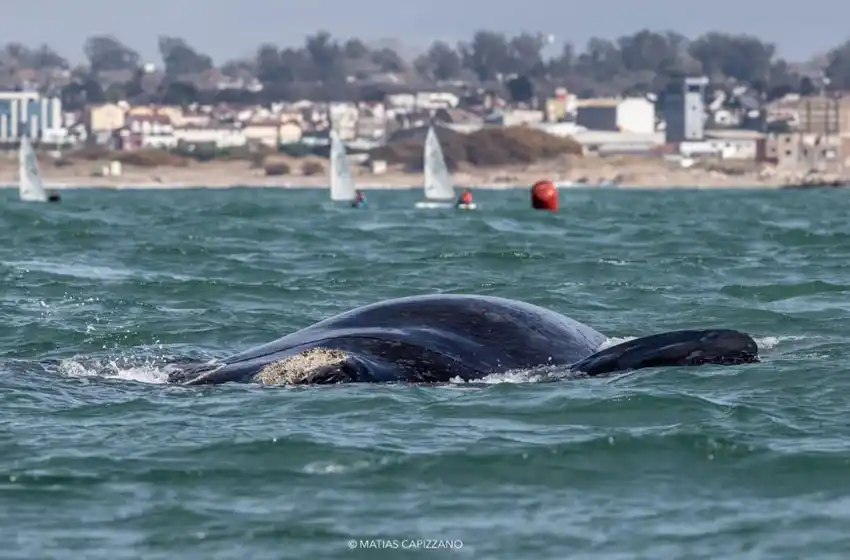 Ballenas francas australes se sumaron al regreso de los deportes en Mar del Plata