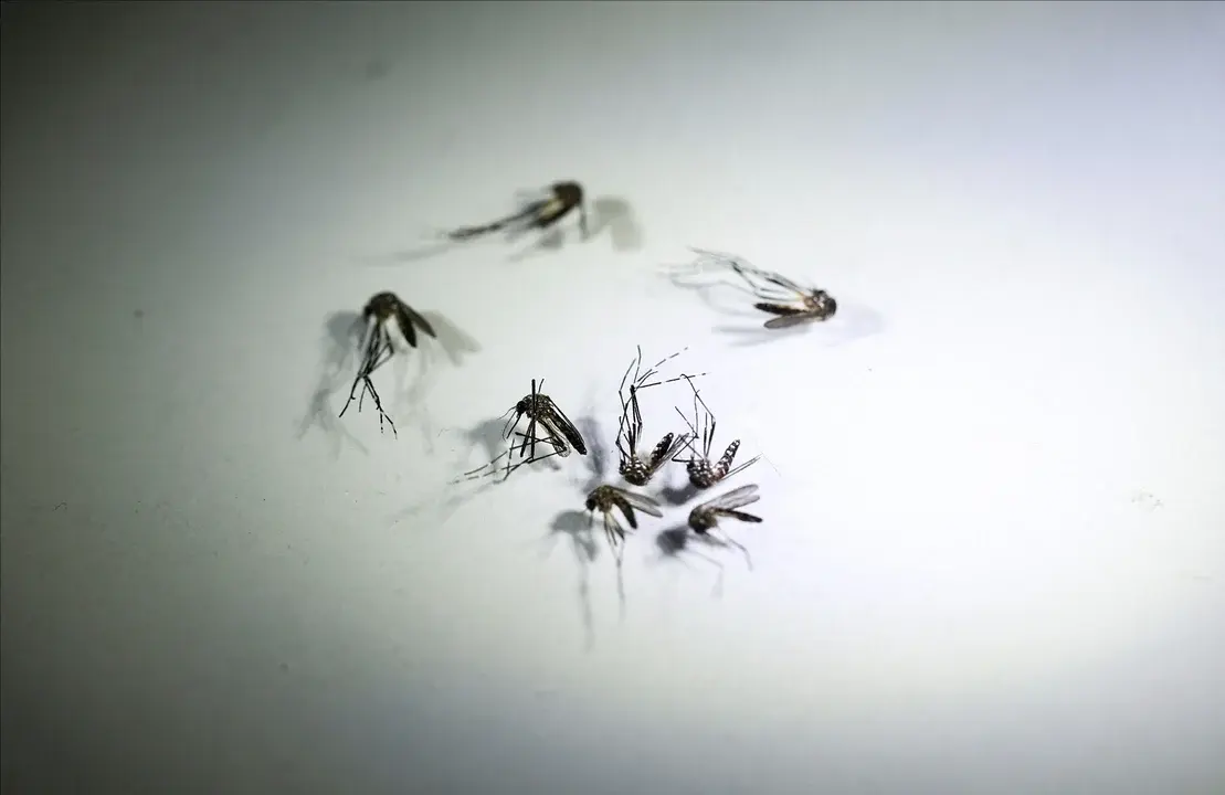 El Gobierno bonaerense anunció la compra de vacunas contra el dengue
