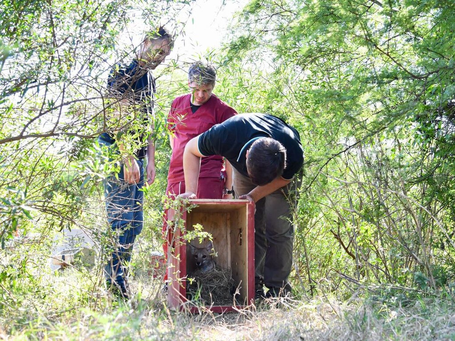 Provincia liberó ejemplares de zorros, carpinchos, comadrejas y aves