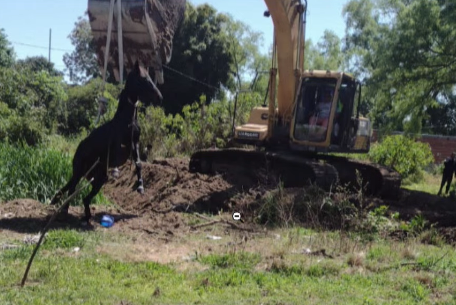 Murió la yegua preñada que fue rescatada tras dos días enterrada en el barro