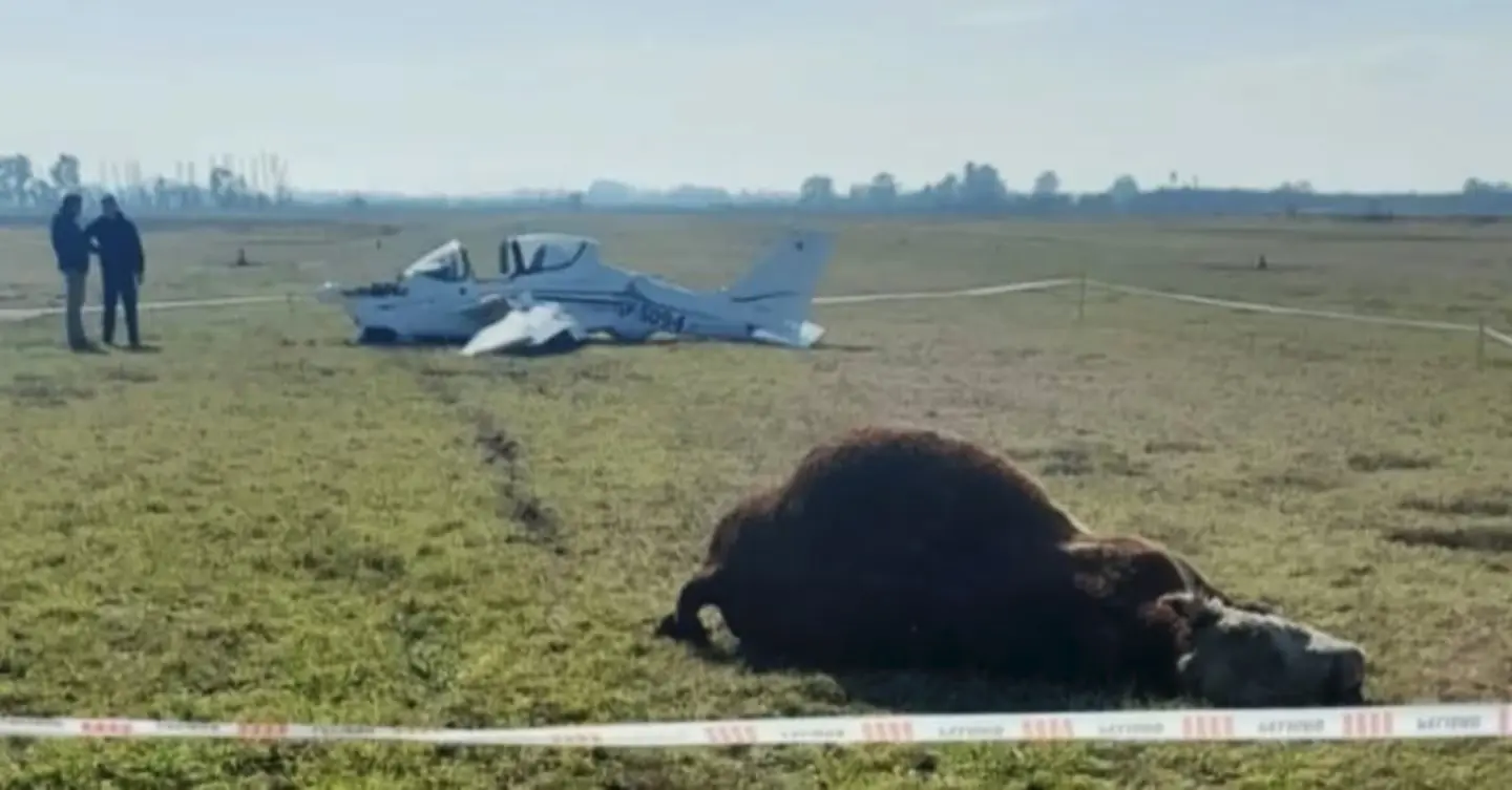 Estaba aterrizando y se chocó un toro que se había metido a la pista del aeroclub