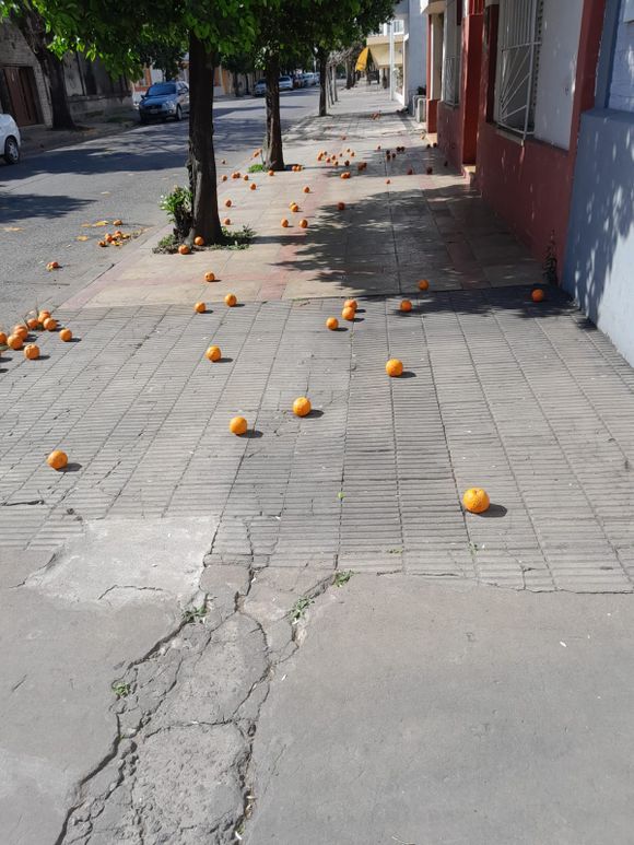 Naranjas amargas: ¿por qué no pensarlas como identidad sampedrina?