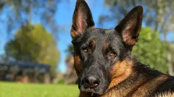 Quirófanos móviles en Mar del Plata: nuevos puntos para atender a perros y gatos