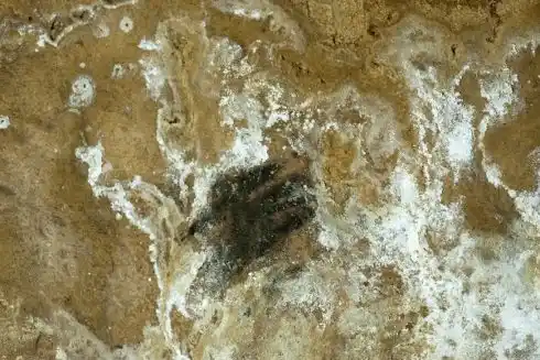 La mano del niño de la cueva de Altamira
