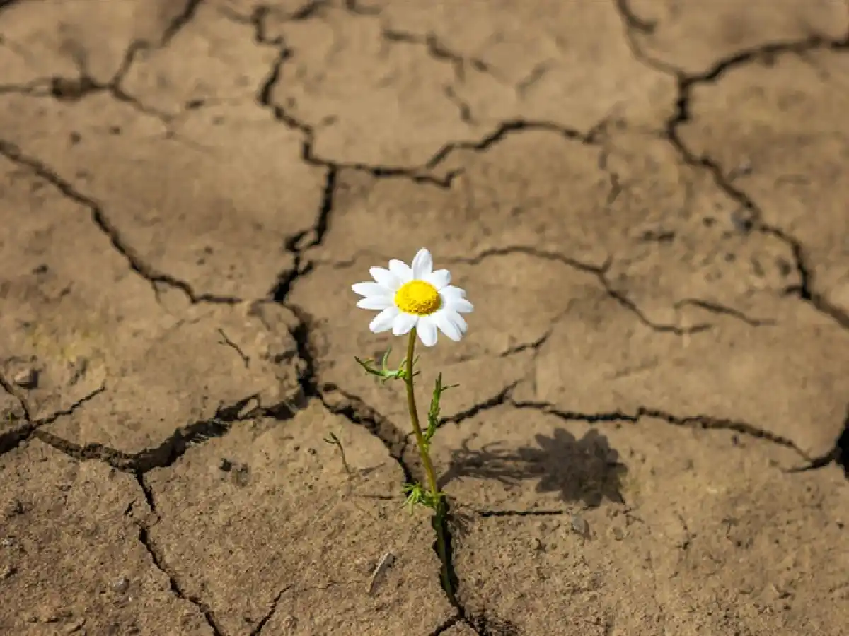 Resiliencia y duelo: cómo reorientar la vida tras una pérdida   