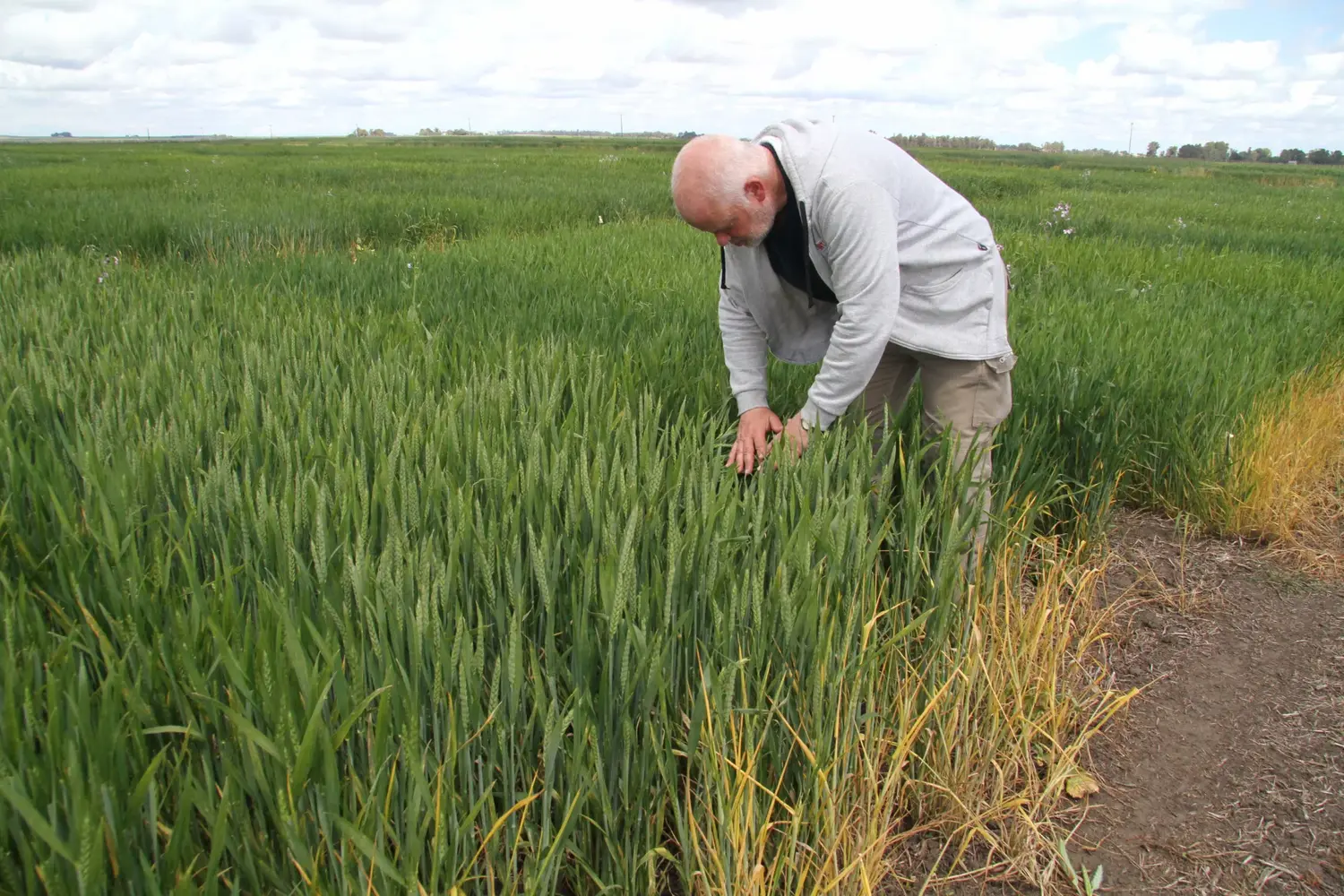 El Ingeniero Francisco Di Pane revisa una de las parcelas de trigo de los ensayos que conduce en Barrow