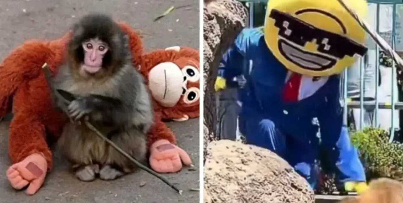 Detienen a dos turistas estadounidenses tras invadir el hábitat del mono Punch en Japón