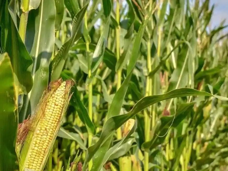 Maíz 2025/26: la región núcleo proyecta un salto productivo del 20% pese al recorte hídrico.