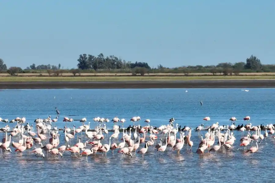 Los flamencos rosados se apropiaron de la laguna Setúbal de Santa Fe
