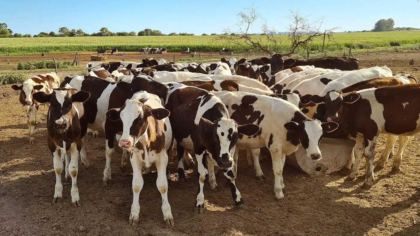 Lanzan créditos a valor producto por hasta 700 mil pesos para tamberos