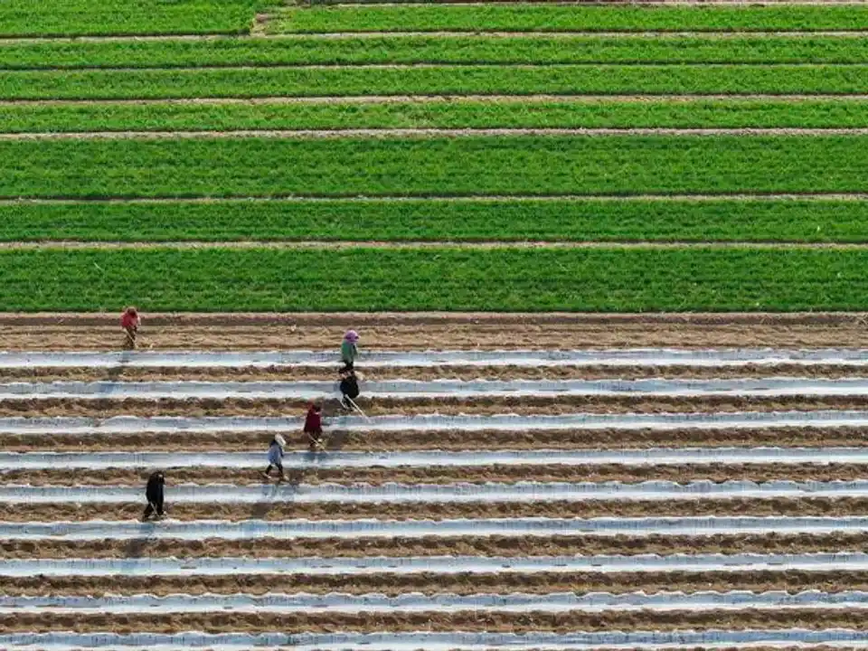 La agricultura brasileña es “la más deseada del mundo” como alternativa a Estados Unidos