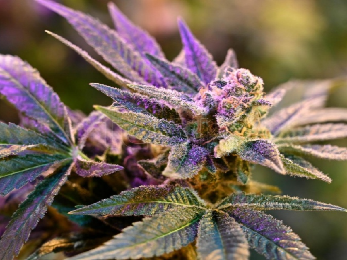 Investigadores apuntan al desarrollo genético del cannabis medicinal con bioinformática