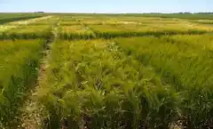 El futuro de la cerveza nace en el campo