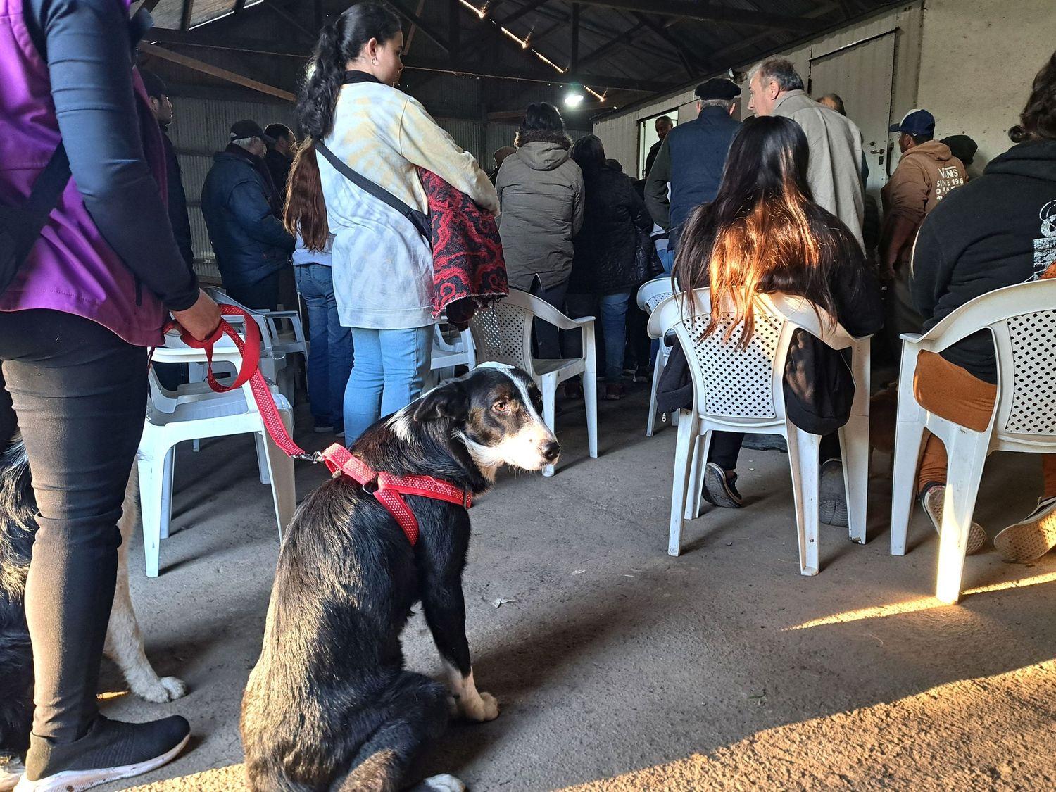 Villa Cañás: 54 animales de compañía fueron castrados de forma gratuita
