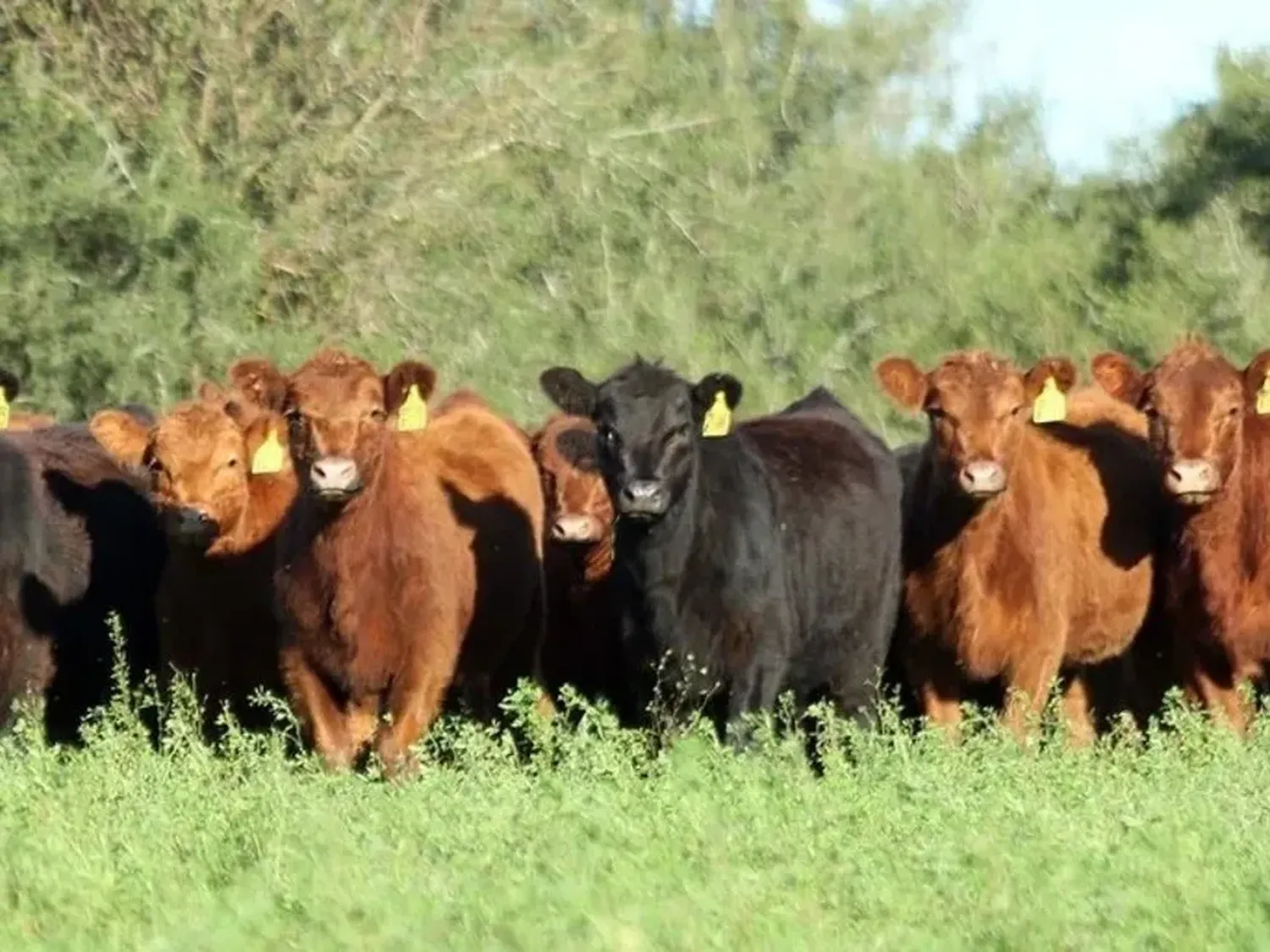 Con el guiño climático, la recría a campo se consolida