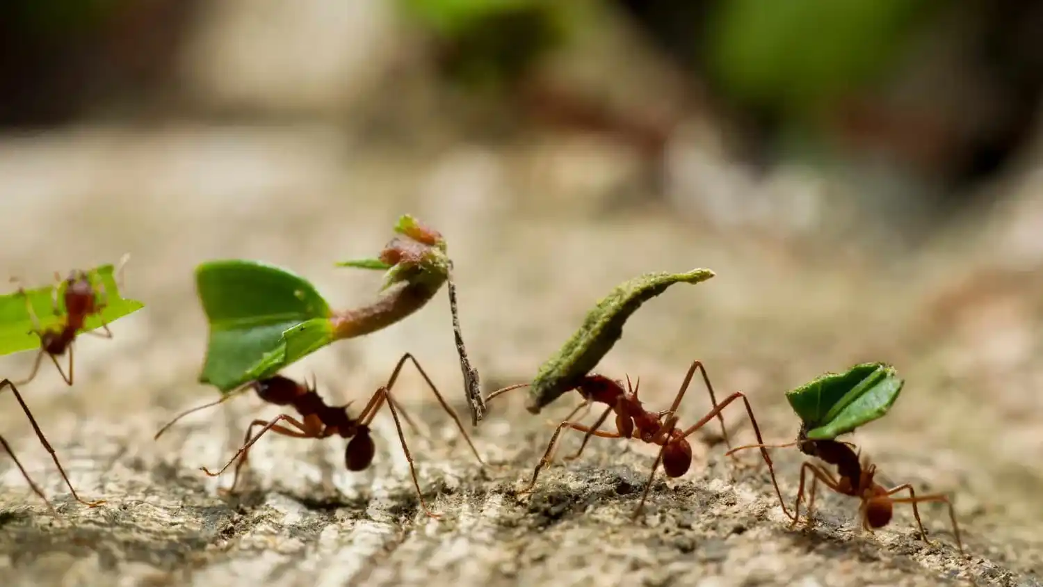 Científicos concluyeron que hay 2,5 millones de hormigas por cada humano en el planeta