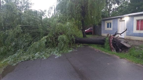 Tormenta en la madrugada: 25 milímetros de lluvia y un árbol caído en San Pedro