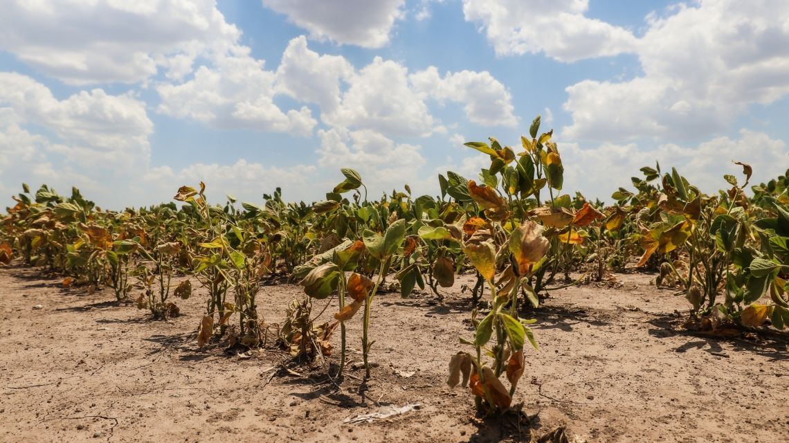 Otorgarán créditos a tasa cero a productores santafesinos afectados por la sequía